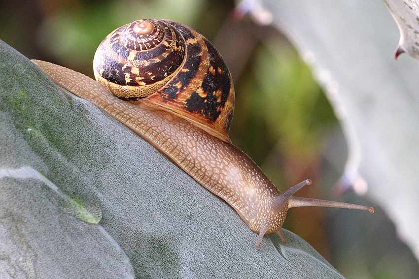 Cornu aspersum richiesta conferma ID